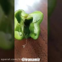 جانوری به عنوان ریزترین مار سمی جهان شناخته می شود و اغلب در فلفل دلمه است