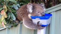 Cute Thirsty Koala - More Water Please