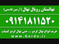 بهترین نهال های گردو در نهالستان آرمین قاسمی در میاندواب 09141811520