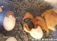 دستگاه جوجه کشی مخصوص پرندگان آبزی