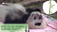 【PandaTop3】Funny Moments Of The Panda Cubs! | iPanda