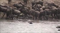مستند حیات وحش حیوانات - فیل و یوزپلنگ