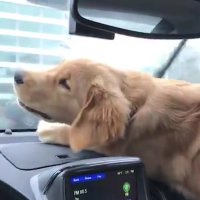 درگیری خنده دار با برف پاک کن ماشین