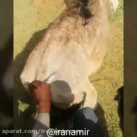 اين شخص براي نگهداري از شتر و گوسفند استخدام شده و...