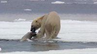 مستند شکار - شکار خرس قطبی