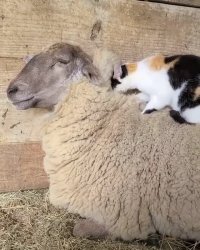 کلیپ شاد و بامزه دوستی حیوانات