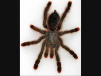 سم بدون بو با ماندگاری بالا/  سم کشنده رتیل و عنکبوت