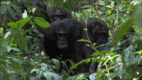 مستند - شامپانزه آدمخواری