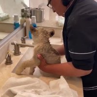 تاحالا حموم کردن بچه شیر دیده بودین؟!!