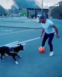 سگ فوتبالیست