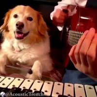 سگ باهوش موزیسین