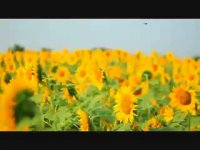 بخشی از سخنرانی حجه الاسلام فاضلی در همایش سال95-1