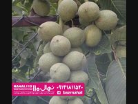 نهال گردو دماوند 09141811520