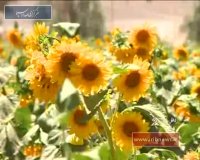 خاش؛ فصل گلدهی آفتابگردان