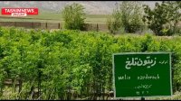 سالانه 5 میلیون اصله نهال در ایلام تولید می شود