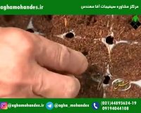 گیاهان زینتی