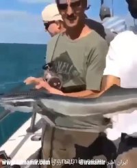 یکی از ماهیان فرصت طلب با ظاهری عجیب،