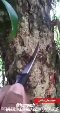 درخت خون آلود !