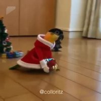 طوطی ها هم بابانوئل دارن