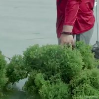 بسته بندی جالبی که خودش خوراکی است!