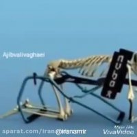 پزشکان آمریکا متوجه شدند که در هنگام سجود دقیقا همان اتفاقی می افتد ...