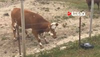 علاقه جالب گاوها به ماشین کنترلی