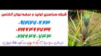 نهال آناناس  09350798050 – خرید نهال آناناس – فروش نهال اناناس – قیمت نهال اناناس