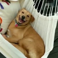 سگ خوشحال و بامزه