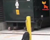 دزدی اونم تو روز روشن