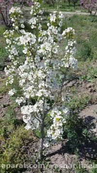 گلابی بیروتی سال سوم کشت در نهالستان اروم نهال 09120454526