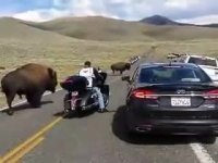 عبور وحشت آور بوفالو از جاده