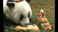 جشن تولد پیرترین پاندای جهان
