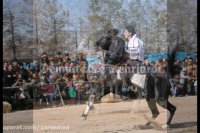 کلیپ عکس های همایش سوارکاری میبد