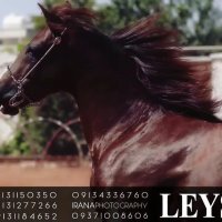 پرورش  اسب لیس کلاب