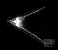 سیستم گردش خون جنین پارابیوتیک ماهی زبرا