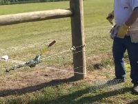 نهال گردو | نهالستان مهندس سعید قاسمی