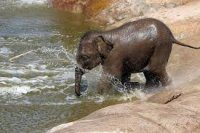 داستان یک بچه فیل مهربان