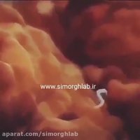 فرآیند لقاح