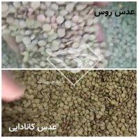 خرید عدس کانادایی و روسی