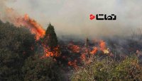 تصاویری از آتش سوزی گسترده در جنگل سوستان