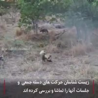 دموکراسی فقط برای انسان‌ها نیست!