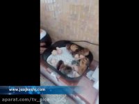 جوجه کشی موفق با دستگاه جوجه کشی اسکندری