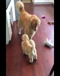 ارتباط جالب بین دو سگ از نژاد های مختلف