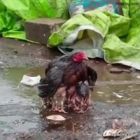 کلیپ احساسی مراقبت مادر از جوجه ها