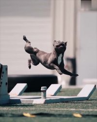 خنده دارترین قیافه دنیا