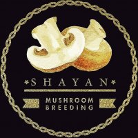 پیش برداشت (فلش اول) مهندس دلشاد 09120342573