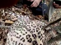 یک پلنگ دیگر هم به ضرب گلوله کشته شد.