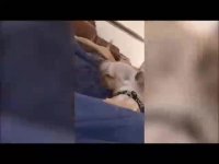 جالب - ویدیو های جالب - جالب ترین و خنده دار ترین صحنه ها- جدید