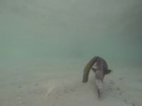 ماهی نصفه و زنده