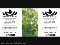 نهال گردو دیرگل,نهال گردو زود بازده،نهال گردو پایه کوتاه 09141811520